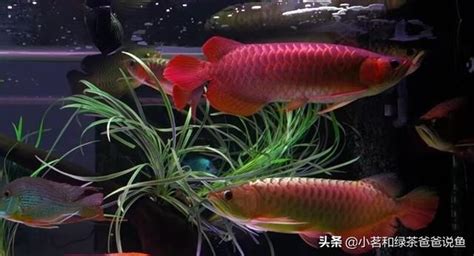 龍魚混養|龍魚混養的搭配方法，龍魚混養有講究，需要注意這四點